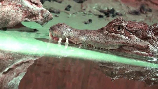 Alligators head extremly close up