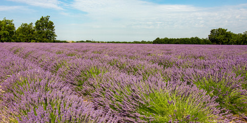 Beautiful Lavender