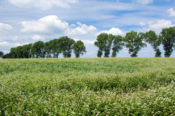 Fototapeta na wymiar Field of common buckwheat. Landscape with cultivated crops plant, honey flower fagopyrum esculentum.