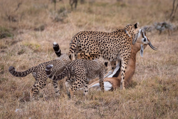 Cheetah carrying Thomson gazelle beside two cubs