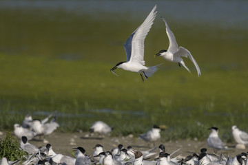 Sterne caugek (Thalasseus sandvicensis - Sandwich Tern)