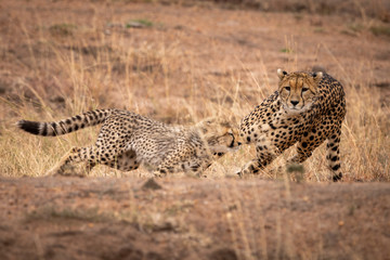 Cheetah chasing her cub on earth bank