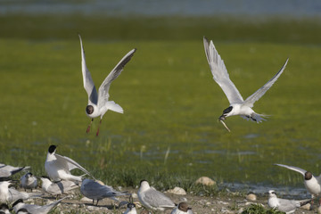 Sterne caugek (Thalasseus sandvicensis - Sandwich Tern)
