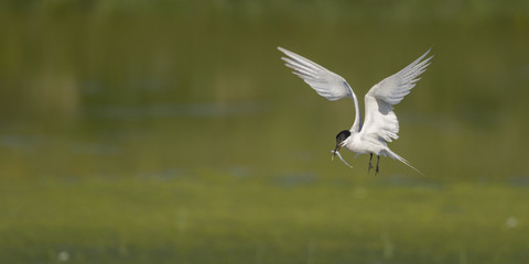 Sterne caugek (Thalasseus sandvicensis - Sandwich Tern)