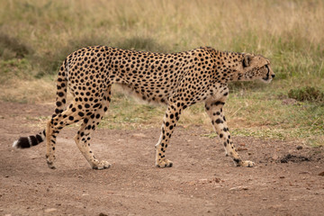 Cheetah crosses dirt track towards long grass