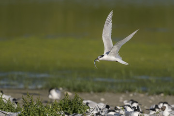 Sterne caugek (Thalasseus sandvicensis - Sandwich Tern)