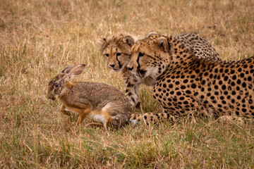 Cheetah cub and mother watch scrub hare