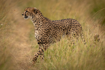Cheetah crosses path through grass on savannah