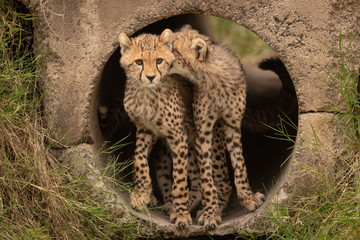 Fototapeta na wymiar Cheetah cub bites another in concrete pipe