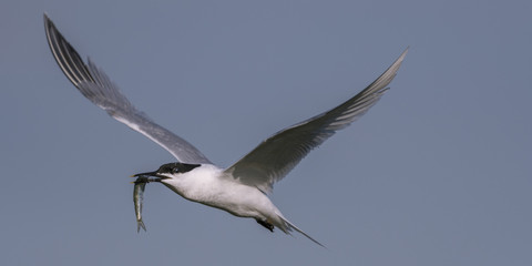 Sterne caugek (Thalasseus sandvicensis - Sandwich Tern)