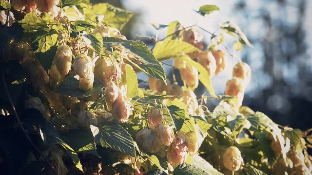 Humulus lupulus hops growing