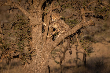 Cheetah cub climbing thorn tree at dawn