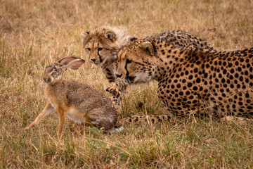Cheetah cub claws scrub hare beside mother