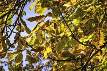 Close up of golden Autumn leaves with blue sky seen through the leaves