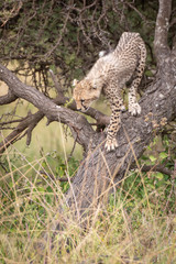 Fototapeta na wymiar Cheetah cub climbs down trunk of tree