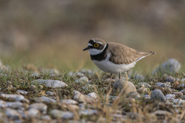 Petit Gravelot - Charadrius dubius - Little Ringed Plover