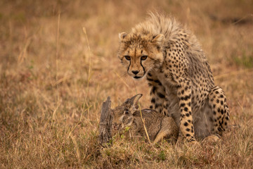 Cheetah cub guards scrub hare in savannah