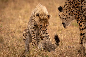 Cheetah cub guards scrub hare with mother