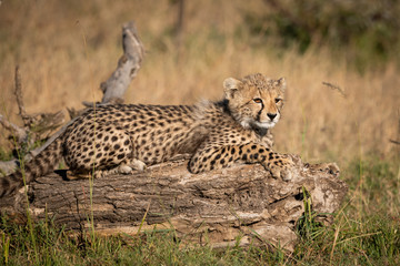 Cheetah cub in grass lying on log