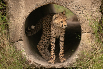Cheetah cub in pipe stands looking right