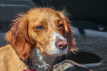 Working Cocker in Action