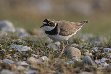 Petit Gravelot - Charadrius dubius - Little Ringed Plover