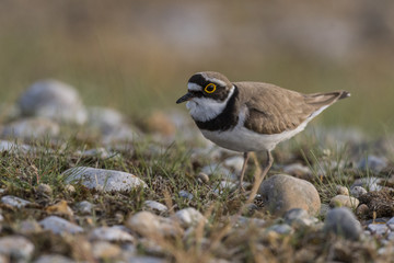 Petit Gravelot - Charadrius dubius - Little Ringed Plover