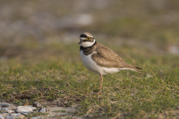 Petit Gravelot - Charadrius dubius - Little Ringed Plover