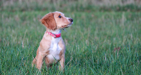 Working Cocker in Action