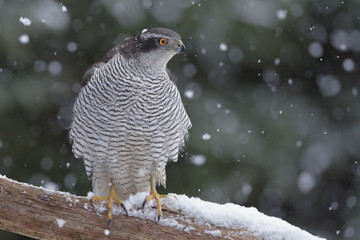 Wild goshawk in winter