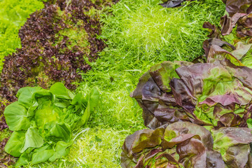 Fresh green leafy vegetables taken at a farmers market in London. Close up, no people. 