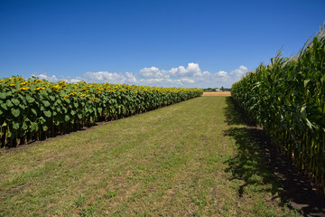 Obraz premium field of sunflower