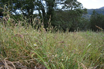 plantas del campo