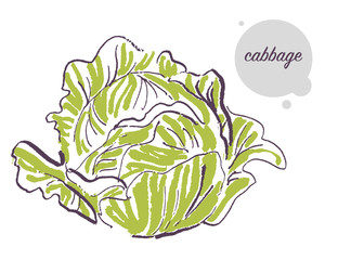 Vector hand drawn illustration of fresh raw cabbage vegetable isolated on white background. Sketch style. Healthy food element. Good for menu, banner, packaging design etc.