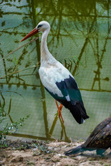 Fototapeta premium Close up with profile of stork with orange beak
