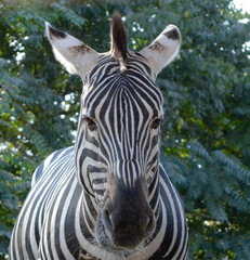 Close up of zebra looking straight at the camera