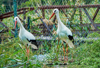 Close up with pair of storks on the waterfront