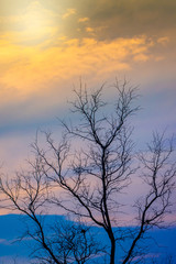 Dead Branch tree with colorful sky and twilight sunset time.