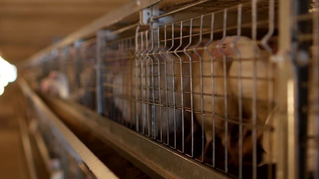 Breeding broiler chickens and chickens, broiler chickens sit behind bars in the hut, poultry house, poultry farm