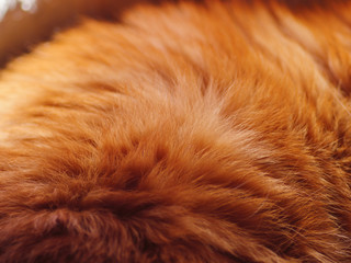 Red cat fur closeup. Shallow depth of field.