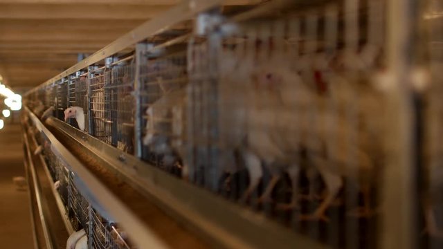 Breeding broiler chickens and chickens, broiler chickens sit behind bars in the hut, poultry house, bird