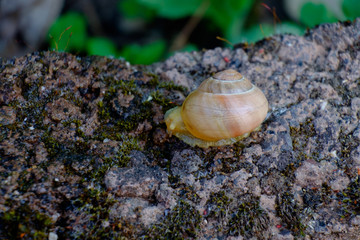 snail on rock