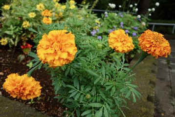 マリーゴールド