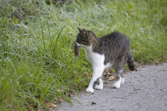 Cat carries a dead mouse in the mouth after the mouse hunt