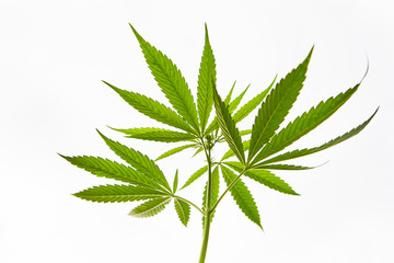 Young leaves of marijuana isolated on white