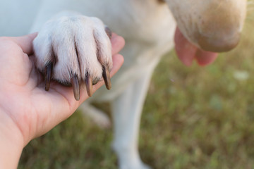 CLOSE UP OF  A LABRADOR DOG  GIVING THE PAW TO ITS HUMAN OWNER. OBEDIENCE CLASS. DEFOCUSED...
