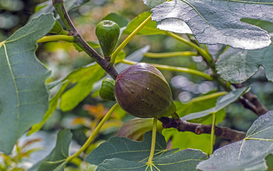 Ripe figs of the Brown Turkey variety on a fig tree