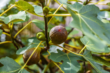 Ripe figs of the Brown Turkey variety on a fig tree