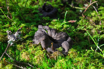 Craterellus cornucopioides-unusual delicacy mushroom black close up