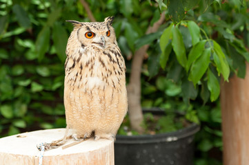 Eagle-owl, also called a rock eagle owl or bengal eagle owl (Bubo bengalensis) looking to the side with its beak half open.